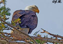 Haliaeetus leucocephalus